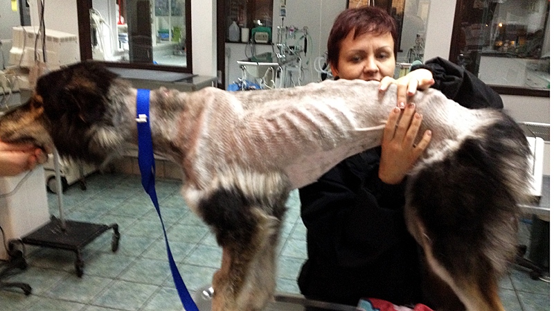 Emaciated dog found clinging to life now recovering in Nanaimo