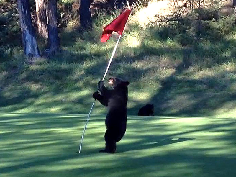 Bear Cub Enjoy an Adorable Game of Golf.