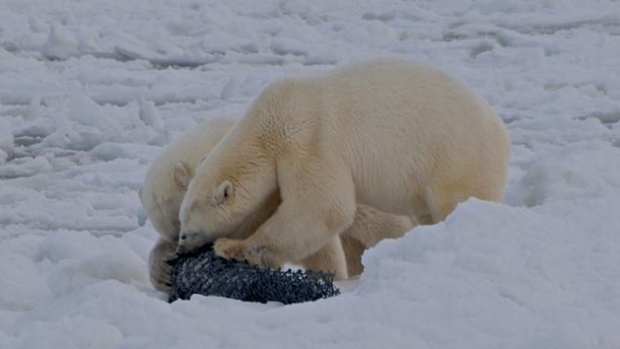 Polar bears push Halloween activities