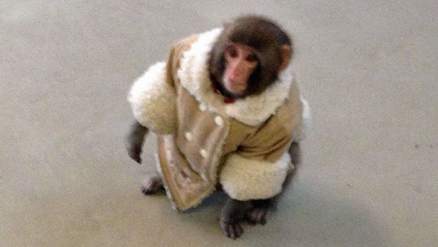 Darwin the Ikea monkey