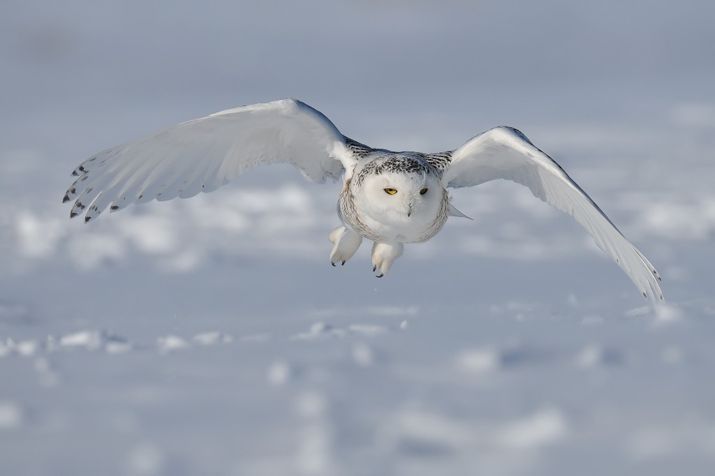 Snowy owl