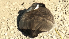 Goose Nest