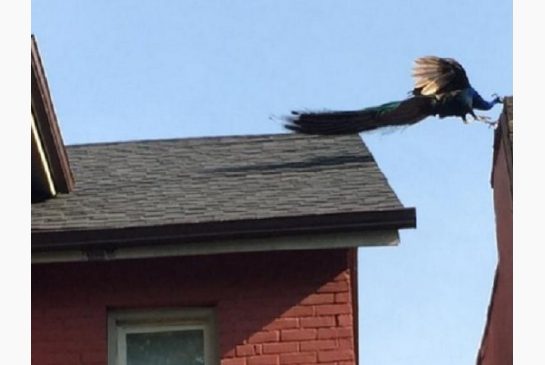 Peacock that escaped from High Park Zoo