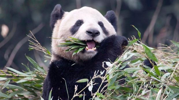 panda may be pregnant