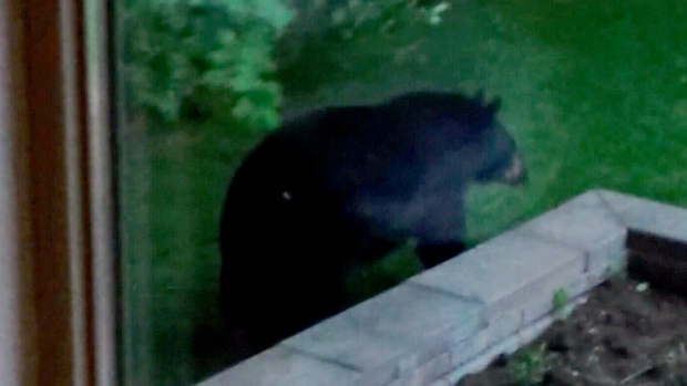 Black bear spotted wandering around Newmarket