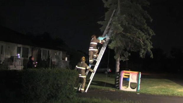 Fire crews rescue Brampton teen and her cat from tree
