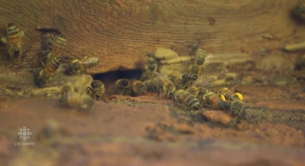 bees removed from Ontario home