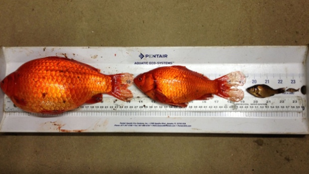 goldfish-in-alberta