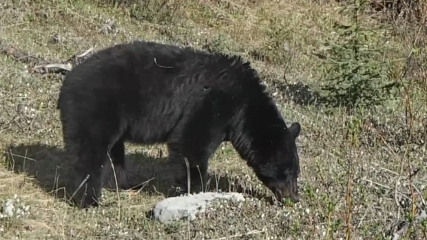 Bear feeding