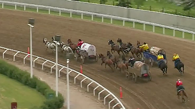 Calgary Stampede Horse euthanized