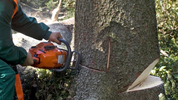 Chainsaw training to federal inmates
