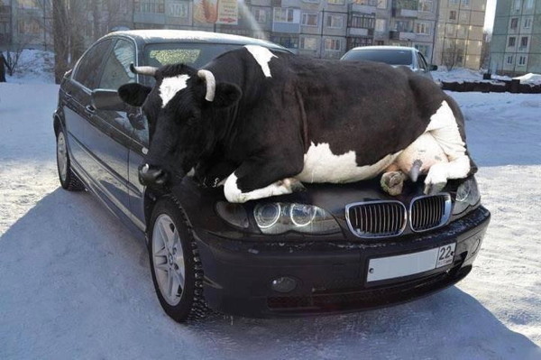 Cow on BMW