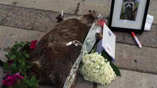 Dead Raccoon honoured by Toronto 1