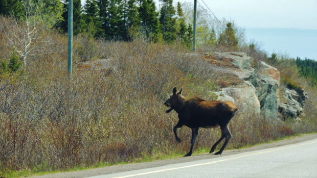 cars collide with moose near Sudbury