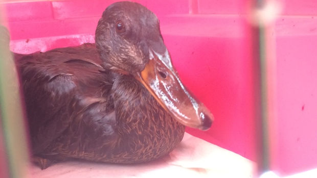 ducks rescued from Mimico Creek after spill