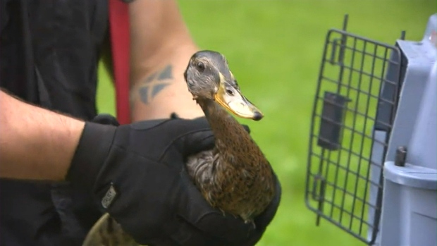 ducks returned to Mimico Creek