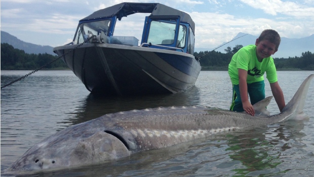 monster white sturgeon on the Fraser River