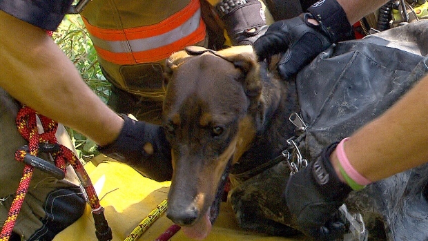 Dog Rescued