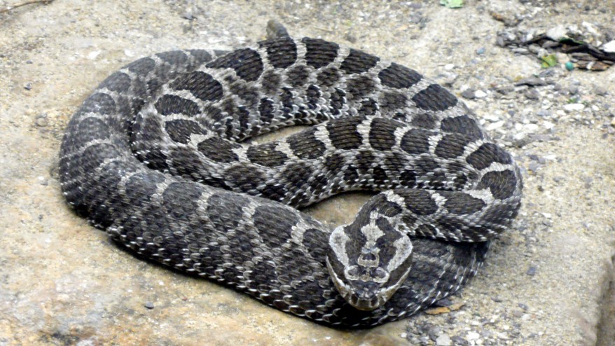 Massassauga Snake