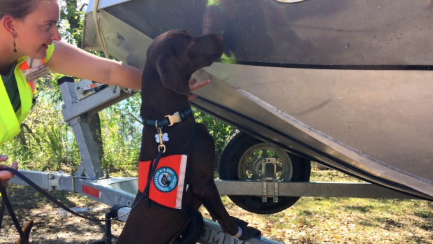 Mussel-sniffing dogs