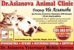 Animal Clinic