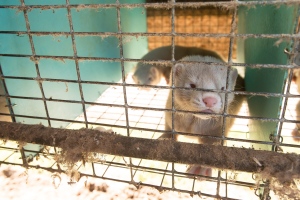 mink released from Ontario farm