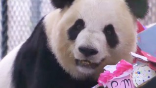 panda celebrates 8th birthday at Toronto Zoo 2