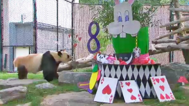 panda celebrates 8th birthday at Toronto Zoo