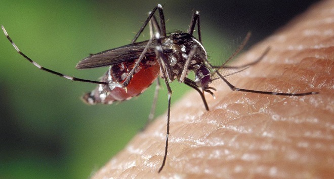 Mosquito-borne virus