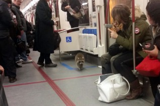 raccoon was seen lurking around the subway 2