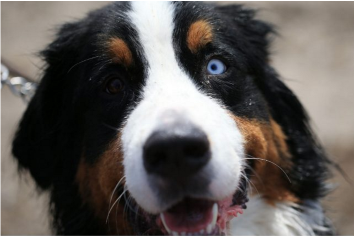 Bernese-1