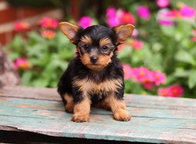 Yorkshire Terrier Puppy Sits on Crate in Garden