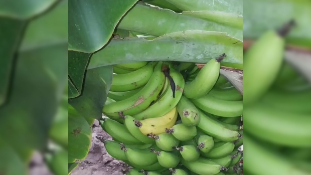 Bananas