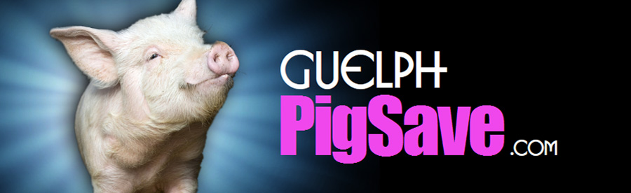 GuelphPigSave-header