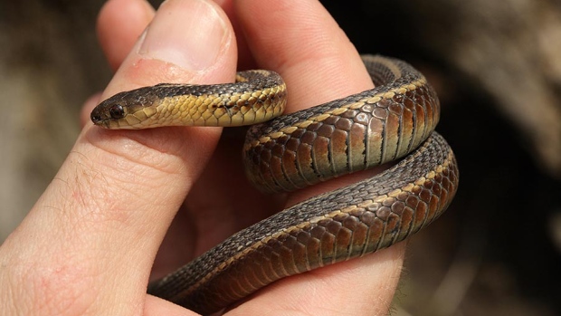 butler-s-garter-snake