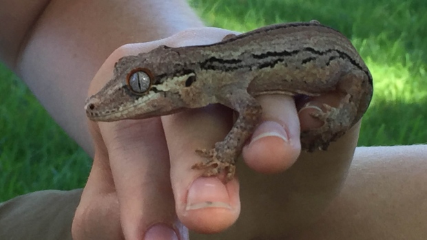 nom-chomsky-gecko