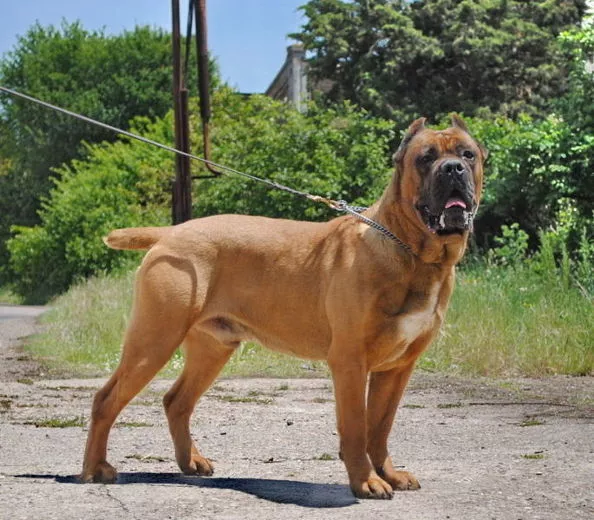 Cane Corso