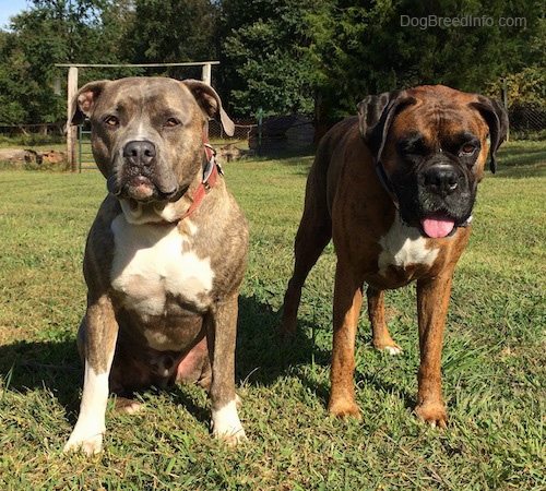 DogsBrunoBoxerSpencerPitbullTerrier