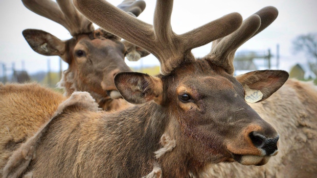 Elk