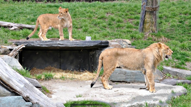 Granby Zoo Lions