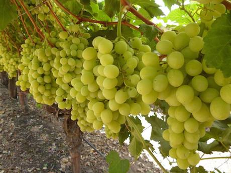 Grapes