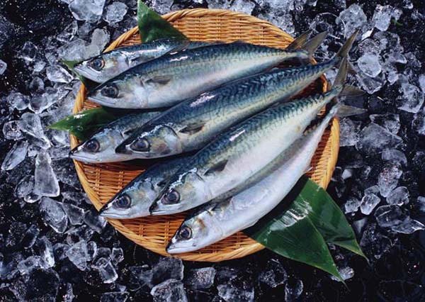 Mackerel