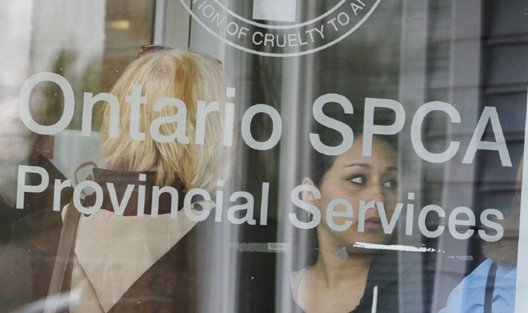 OSPCA Window