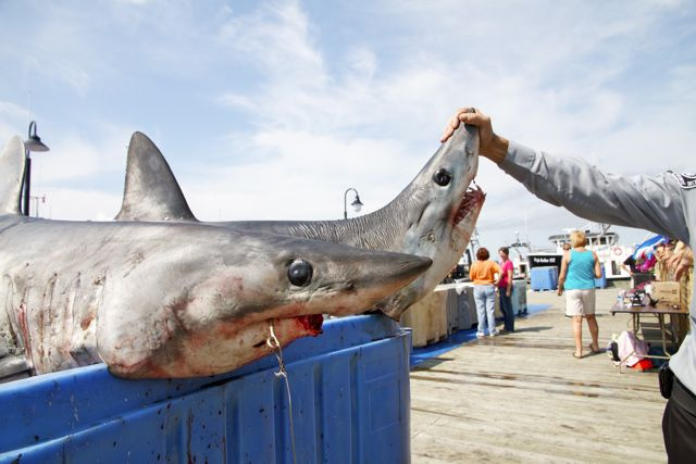 Shark Derby