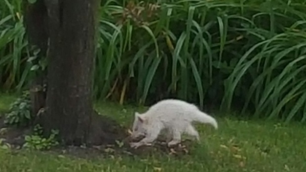 albino raccoon