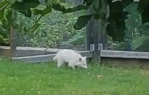 albino raccoon2