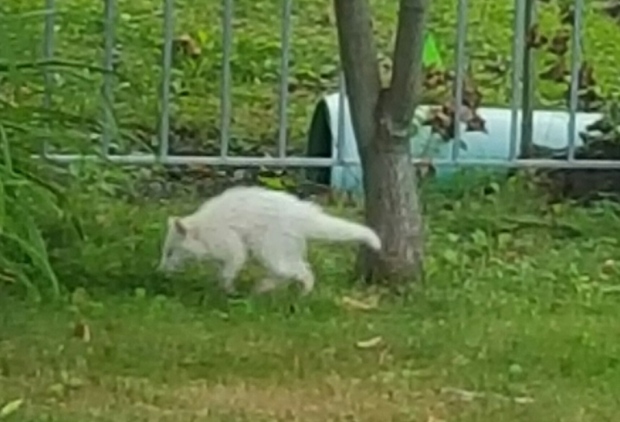 albino raccoon3