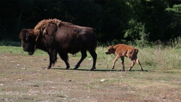 bison