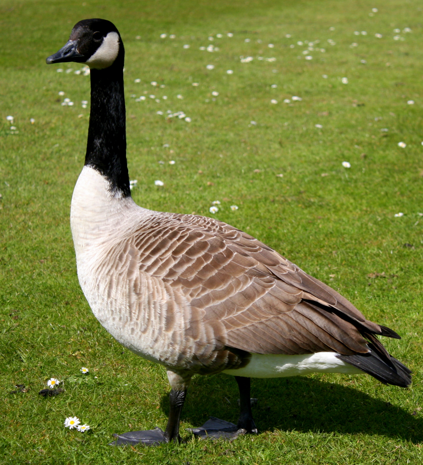 Canada_goose