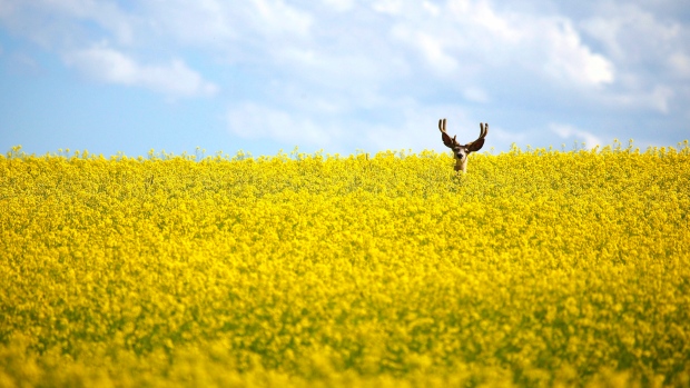 canola-field-and-deer